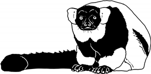 Ruffed Lemur