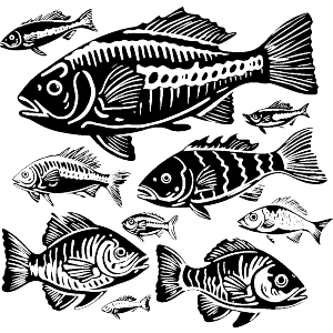 School of Fish