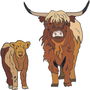 Highland Cow with Calf 