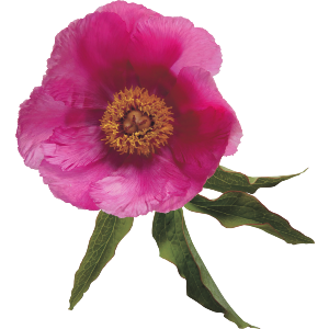 Single Pink Peony Flower