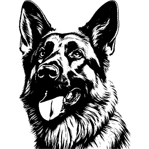 German Shepherd Portrait