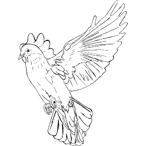 Dove 