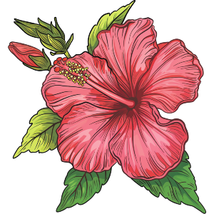 Hibiscus Flowers