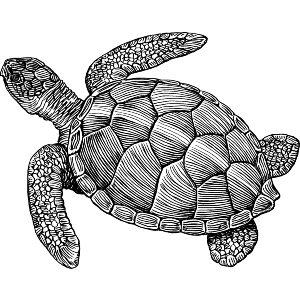Sea Turtle