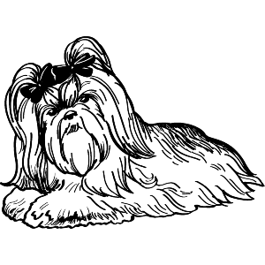 Shih Tzu