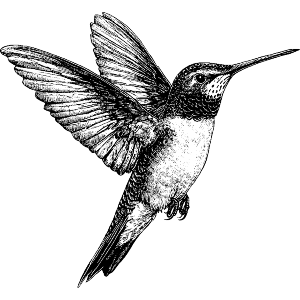 Hummingbird in Flight