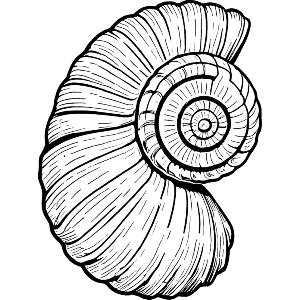 Shell Fossil