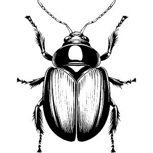 Single Beetle Bug