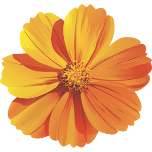 Cosmos Flower