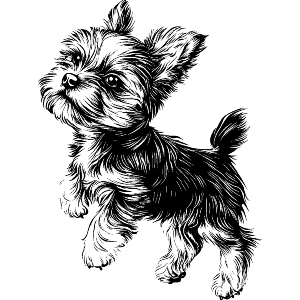 Cute Yorkshire Terrier Puppy on Hind Legs