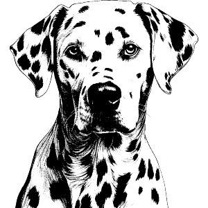 Dalmation