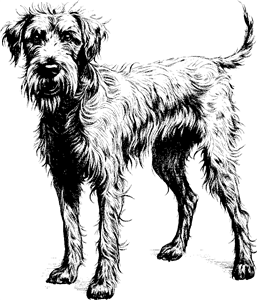 Irish wolfhound