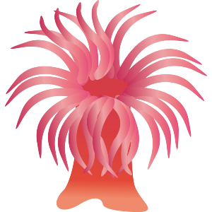Sea Anemone