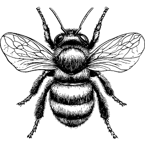 Bumblebee Top View