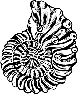 Ammonite
