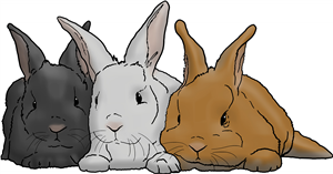 Trio Of Bunnies