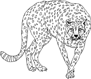 Prowling Cheetah