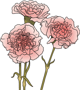 Pink Carnation Flowers