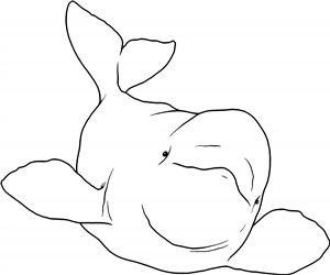 Beluga Whale