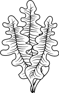 Seaweed