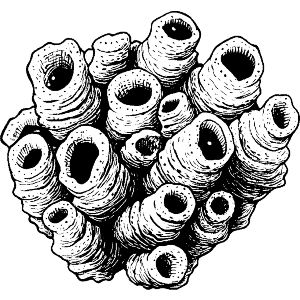 Enclave of Barnacles