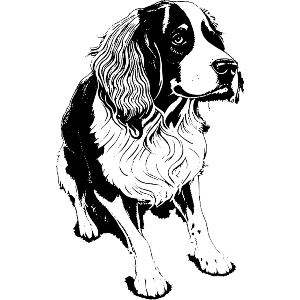 English Springer Spaniel