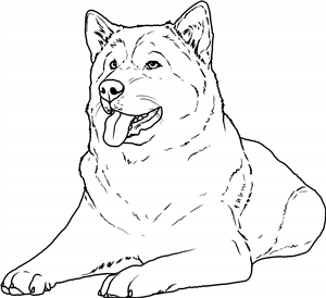 Alaskan Malamute
