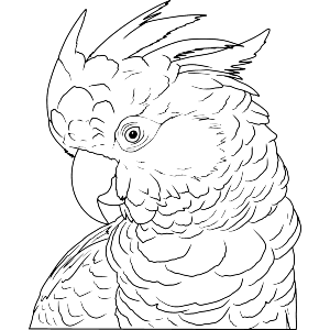Moluccan Cockatoo