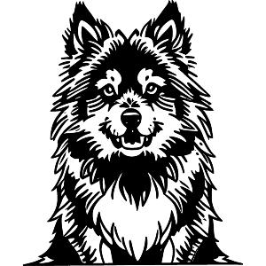 Keeshond Dog