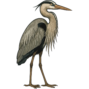 Standing Crane Bird
