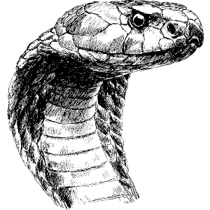 Cobra Snake Portrait