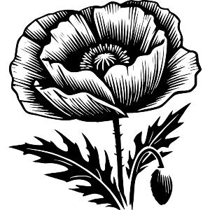 Poppy With Bud