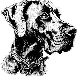 Great Dane Side Profile
