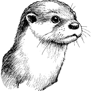 Otter Portrait Side View