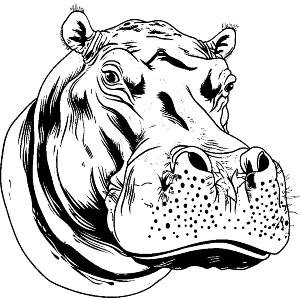 Hippo Head