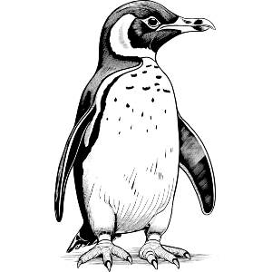 penguin