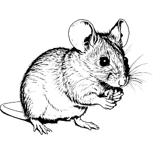 Field Mouse
