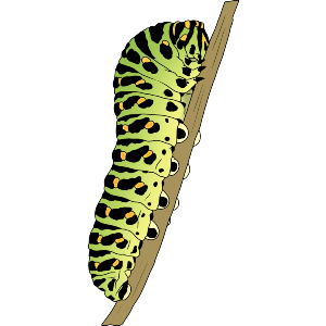 Chunky Caterpillar