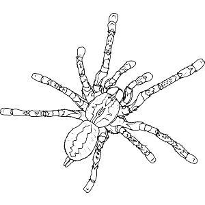 Hairy Tarantula