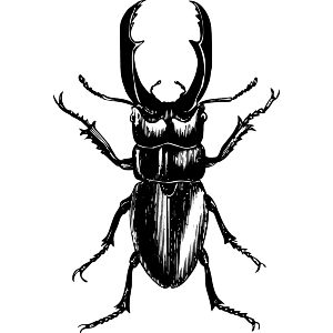 Black Beetle