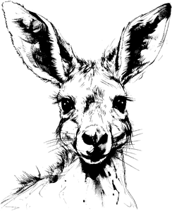 Kangaroo