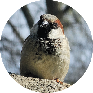 Charming House Sparrow on Stone