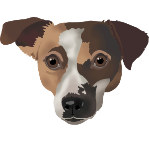 Jack Russell head