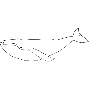 Swimming Whale