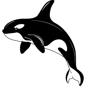 Orca Whale Jumping