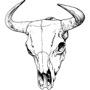 Cow Skull