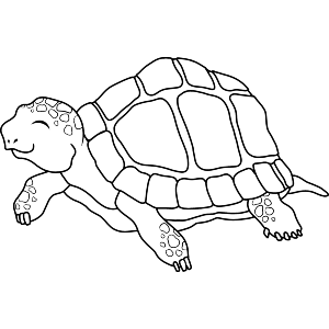 Happy Tortoise