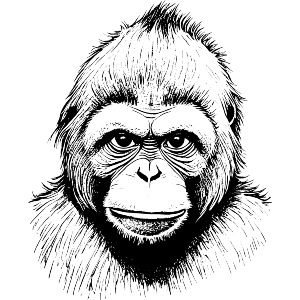 Tapanuli Orangutan
