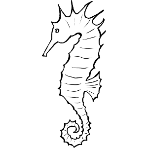 Seahorse