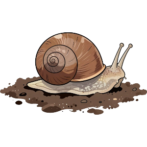 Garden Snail